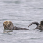 Diaporama - Alaska - Loutre de mer