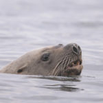 Diaporama - Alaska - Oiseaux et mammifères marins