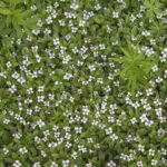 Diaporama - Alaska - Flore et végétation