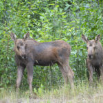 Diaporama - Alaska - Le printemps des mammifères