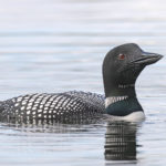 Diaporama - Alaska - Le printemps des oiseaux