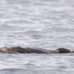 Diaporama - Alaska - Loutre de mer