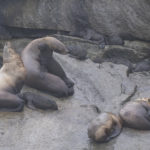 Diaporama - Alaska - Oiseaux et mammifères marins