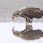 Diaporama - Alaska - Pygargue à tête blanche