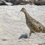 Diaporama - Nos dernières images