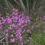 Diaporama - Alaska - Flore et végétation