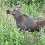 Diaporama - Alaska - Le printemps des mammifères