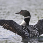 Diaporama - Alaska - Le printemps des oiseaux