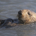 Diaporama - Alaska - Loutre de mer