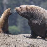 Diaporama - Alaska - Oiseaux et mammifères marins