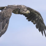 Diaporama - Alaska - Pygargue à tête blanche