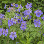 Diaporama - Alaska - Flore et végétation