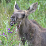 Diaporama - Alaska - Le printemps des mammifères