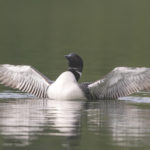 Diaporama - Alaska - Le printemps des oiseaux