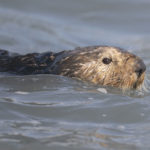 Diaporama - Alaska - Loutre de mer