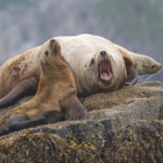 Diaporama - Alaska - Oiseaux et mammifères marins