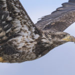 Diaporama - Alaska - Pygargue à tête blanche