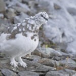 Diaporama - Lagopède alpin