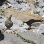 Diaporama - Nos dernières images