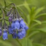 Diaporama - Alaska - Flore et végétation