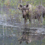 Diaporama - Alaska - Le printemps des mammifères