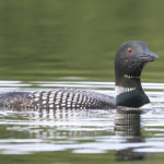 Diaporama - Alaska - Le printemps des oiseaux