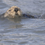 Diaporama - Alaska - Loutre de mer