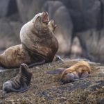 Diaporama - Alaska - Oiseaux et mammifères marins