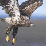 Diaporama - Alaska - Pygargue à tête blanche