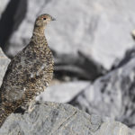 Diaporama - Nos dernières images