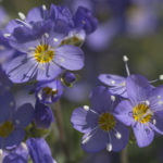 Diaporama - Alaska - Flore et végétation