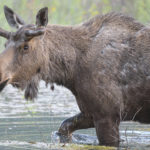 Diaporama - Alaska - Le printemps des mammifères