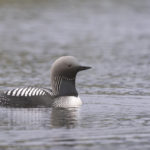 Diaporama - Alaska - Le printemps des oiseaux