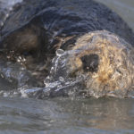 Diaporama - Alaska - Loutre de mer
