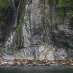 Diaporama - Alaska - Oiseaux et mammifères marins