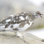 Diaporama - Lagopède alpin