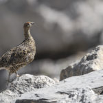 Diaporama - Nos dernières images