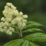 Diaporama - Alaska - Flore et végétation