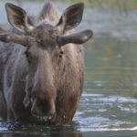 Diaporama - Alaska - Le printemps des mammifères