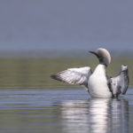 Diaporama - Alaska - Le printemps des oiseaux