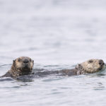 Diaporama - Alaska - Loutre de mer