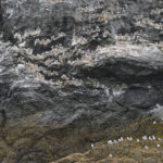 Diaporama - Alaska - Oiseaux et mammifères marins