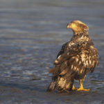 Diaporama - Alaska - Pygargue à tête blanche