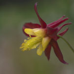 Diaporama - Alaska - Flore et végétation