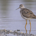 Diaporama - Alaska - Le printemps des oiseaux