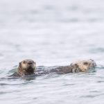 Diaporama - Alaska - Loutre de mer