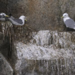 Diaporama - Alaska - Oiseaux et mammifères marins