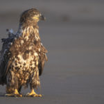 Diaporama - Alaska - Pygargue à tête blanche