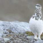 Diaporama - Lagopède alpin