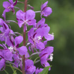 Diaporama - Alaska - Flore et végétation